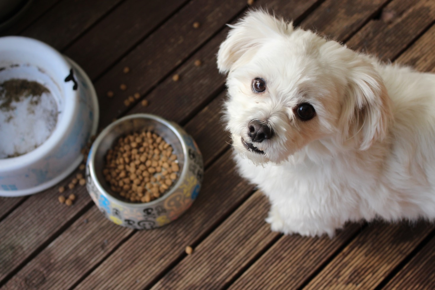 Hvorfor naturlige ingredienser er bedst for både dig og din hund